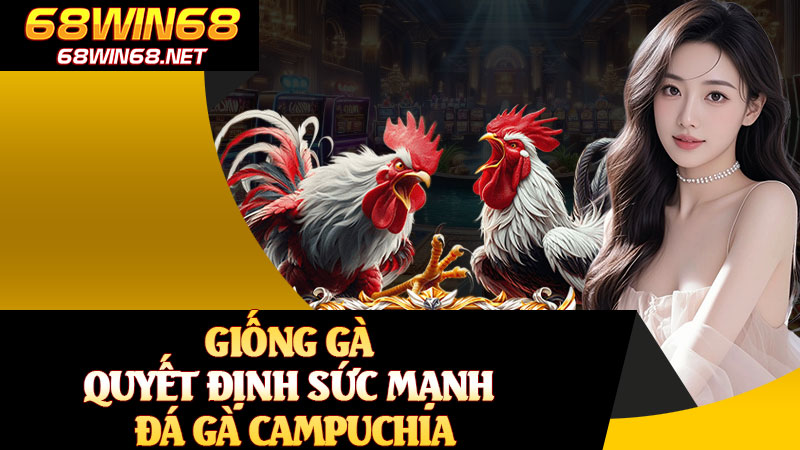 Giống Gà Quyết Định Sức Mạnh Đá Gà Campuchia