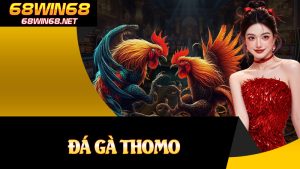 Đá Gà Thomo